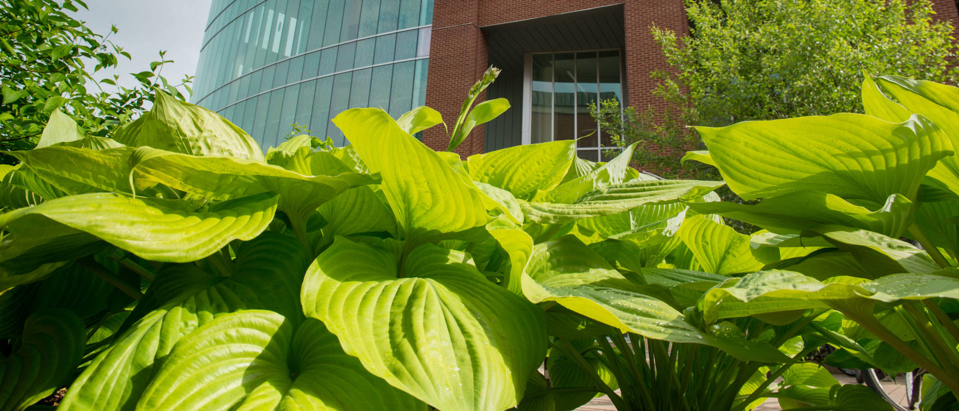 Hosta plants on Campus