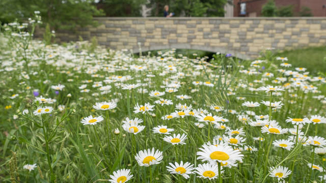 Daisy field on campus mall