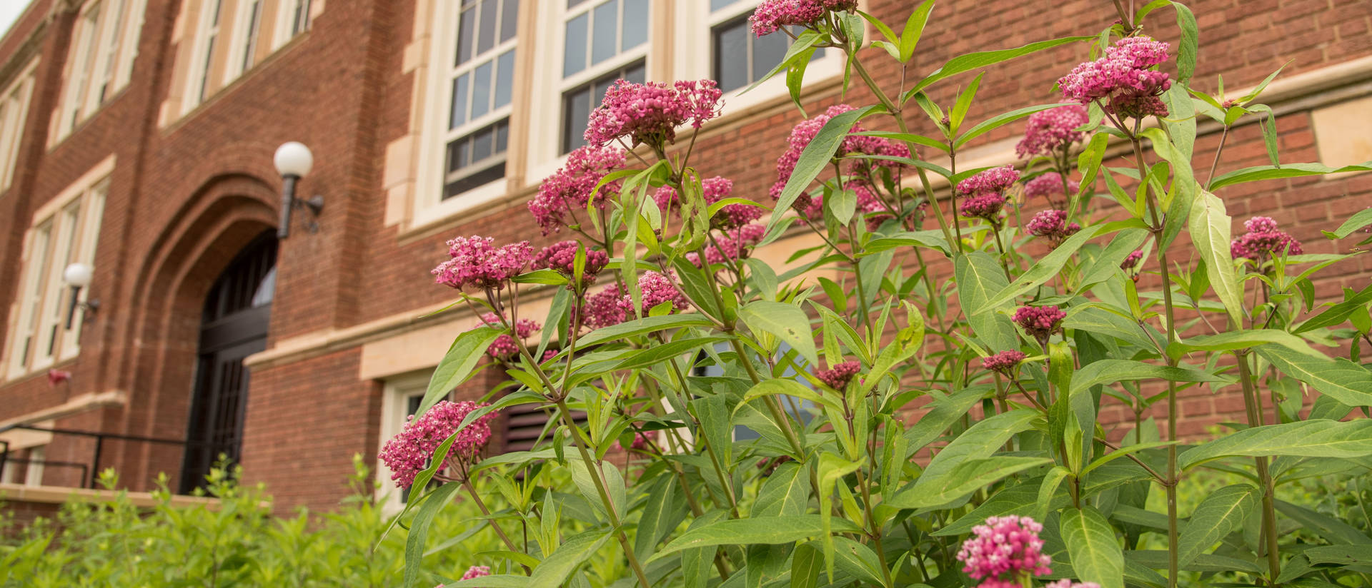 Flowers blooming in front of Schofield