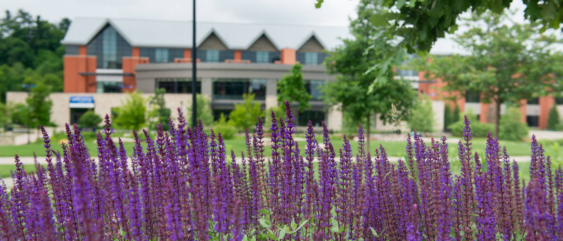 flowers on campus mall with Davies in background