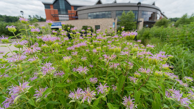 UWEC Davies Center Exterior in Summer