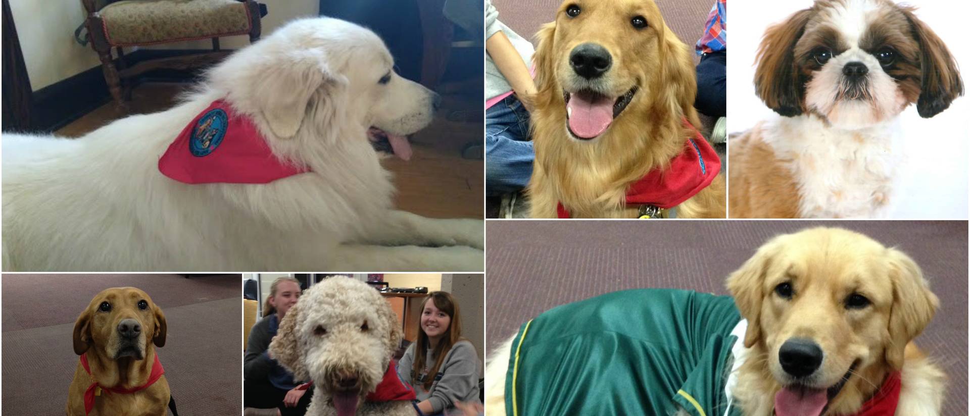 Therapy Dog Collage
