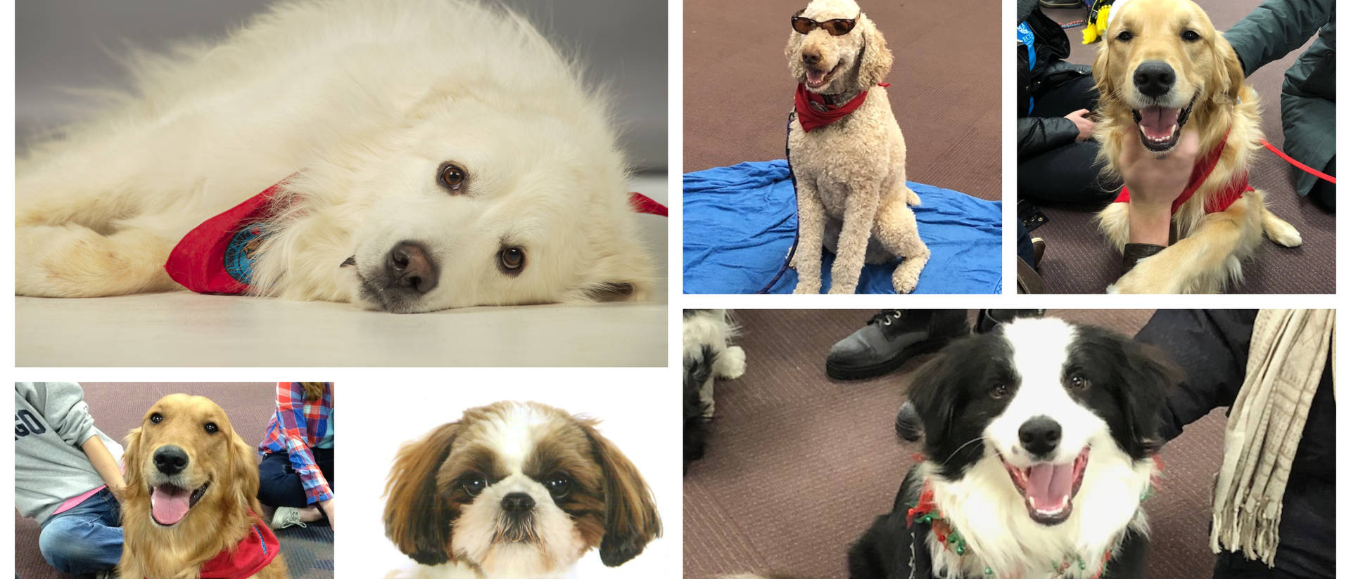 Collage of therapy dogs