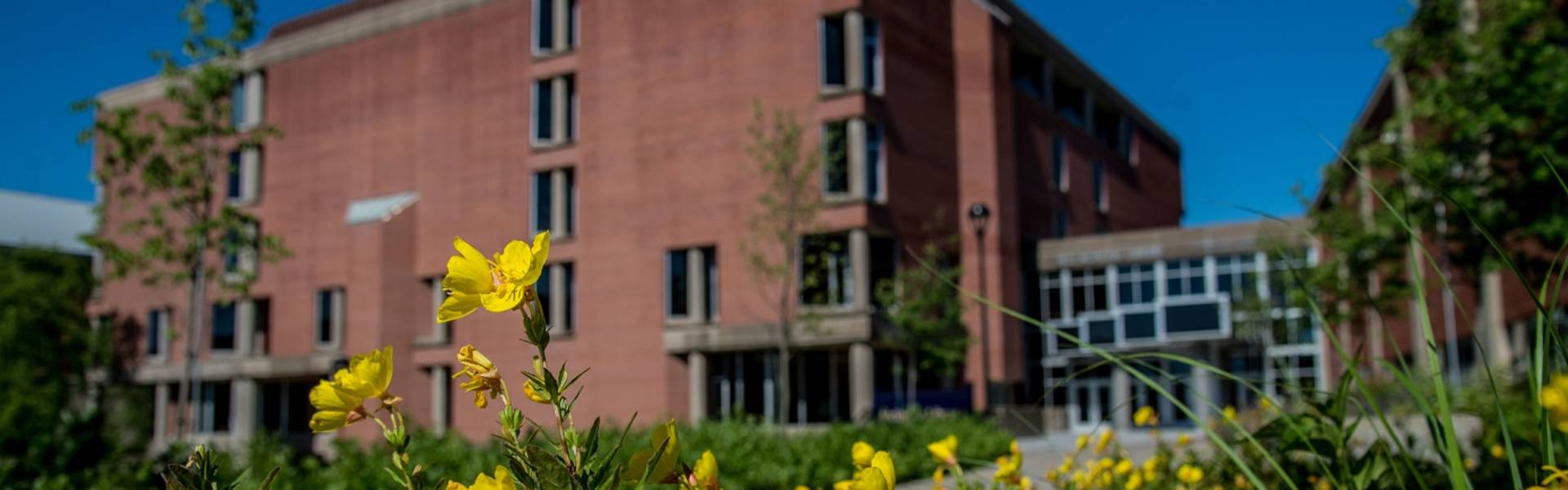 McIntyre library building in the background with a close up of yellow flowers in the foreground