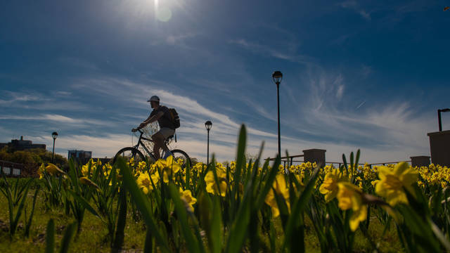Daffodils and biker on campus in spring