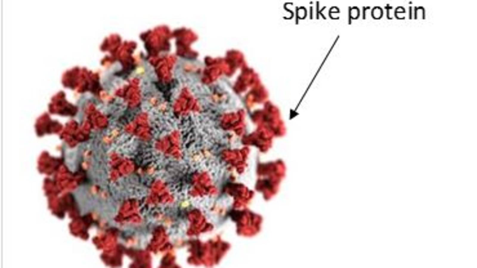 COVID-19 virus cell graphic