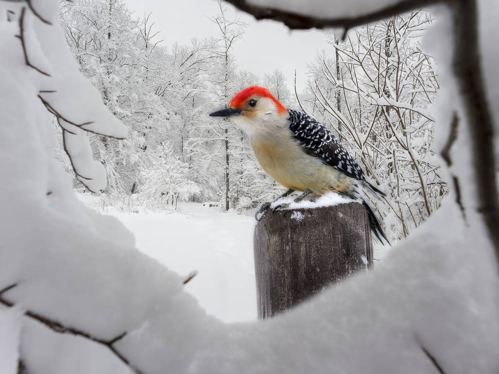 bird seen through a snowy frame