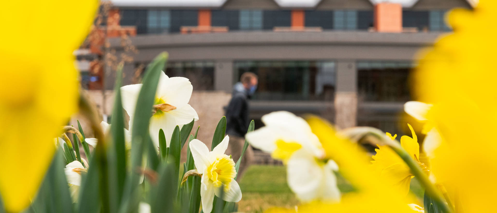 Daffodils with Davies Center in background