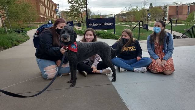 Therpay dog and students outside library