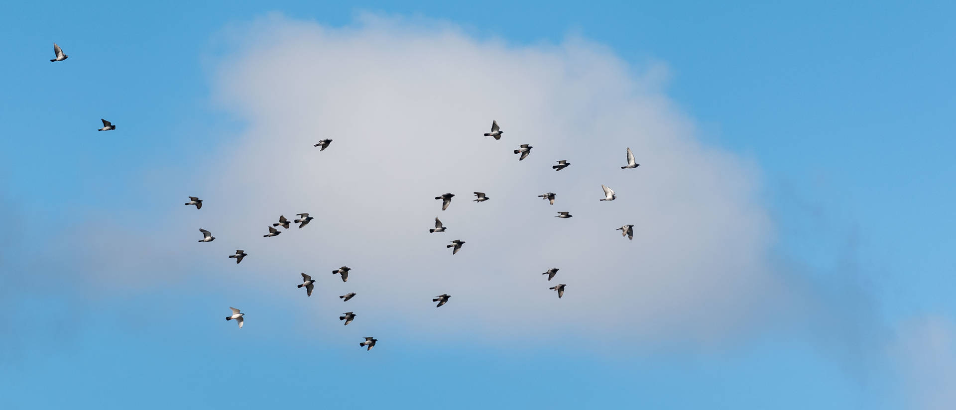 birds in cloud
