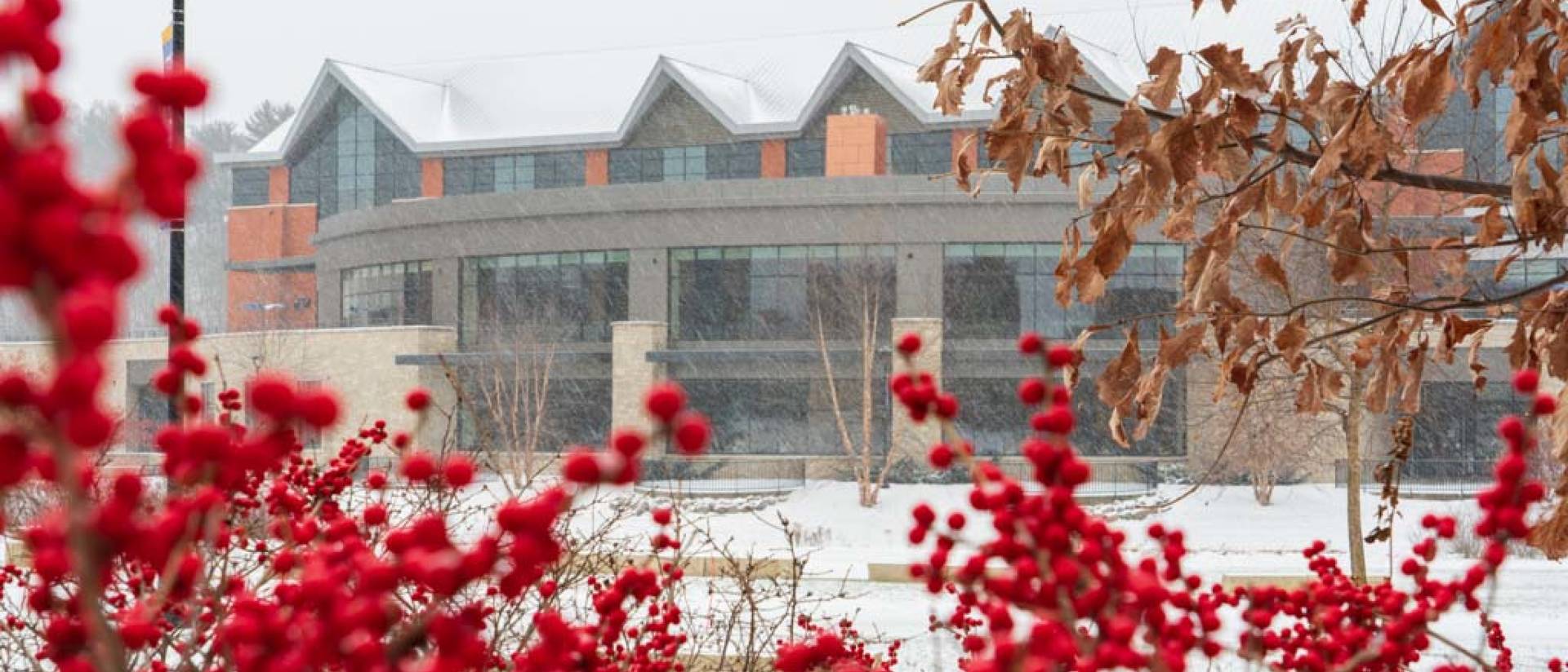 Winter berries frame frame the bottom half of an image of Davies Student Center.