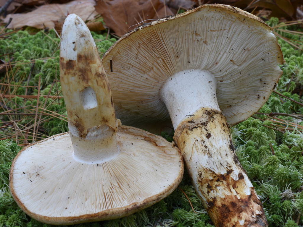 Two Matsutake mushrooms lying on the ground.