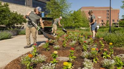UW-Eau Claire grounds crew working on a flower bed.