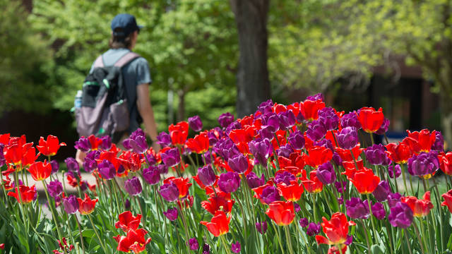 flowers in spring