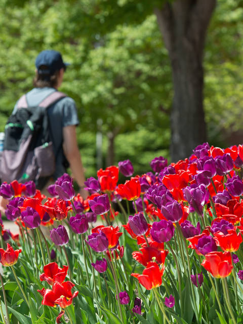 flowers in spring