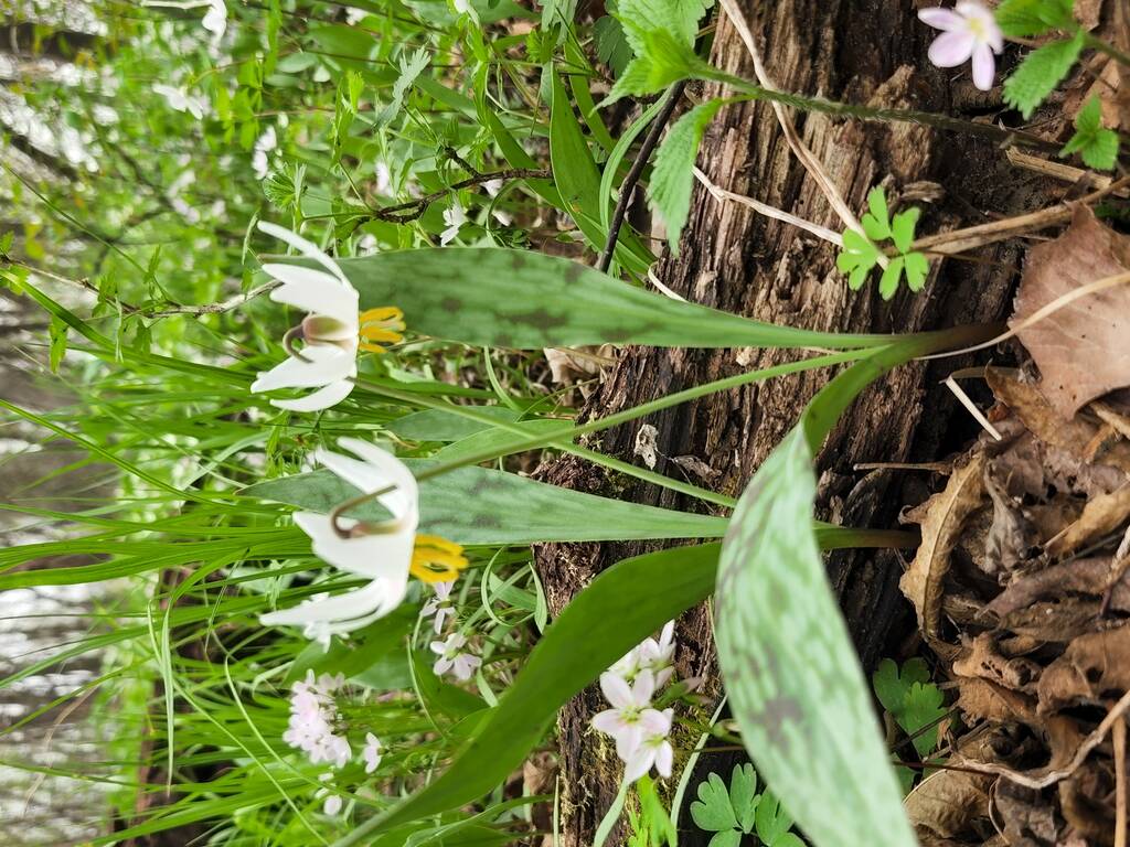 Native wildflowers of Wisconsin