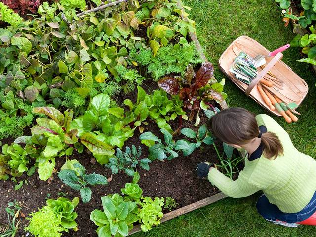 Woman gardening in a vegetable garden with a basket of produce