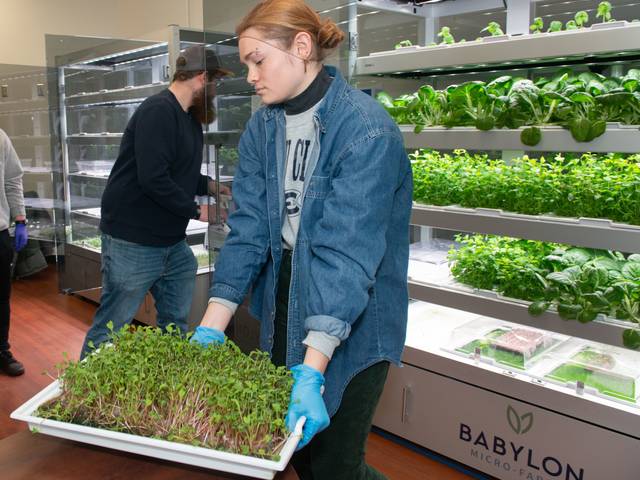 A student removes a tray of very green, short microgreens from the hydroponics unit and places it on a nearby table.