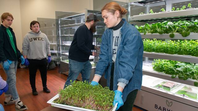 A student removes a tray of very green, short microgreens from the hydroponics unit and places it on a nearby table.