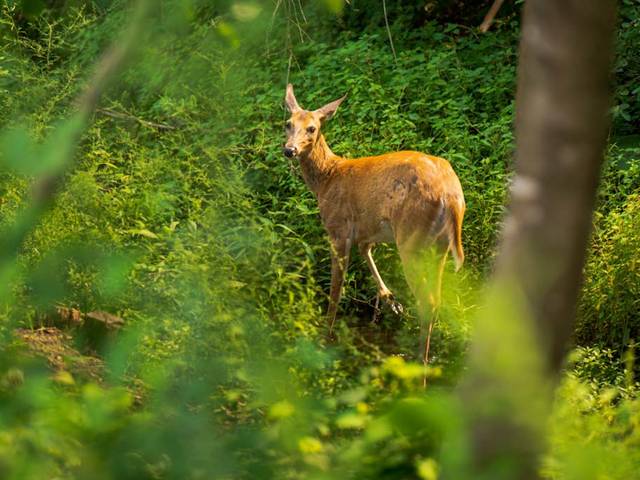 A deer peers at you from behind trees in Putnam Park