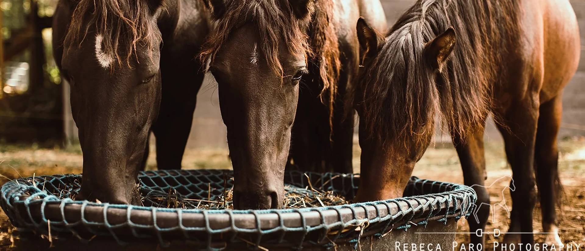 Ojibwe horses