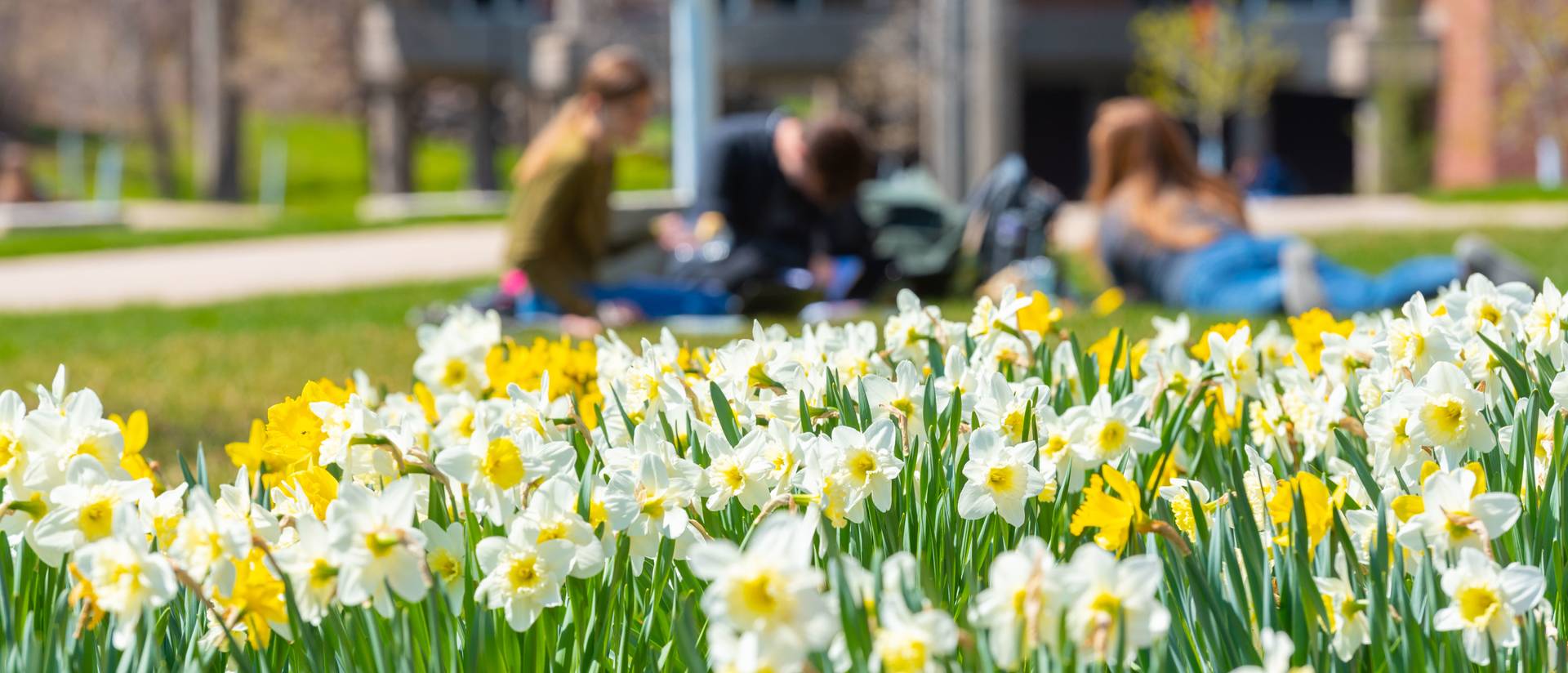 Spring flowers bloom on lower campus.