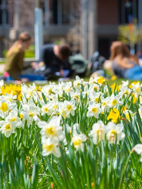 Spring flowers bloom on lower campus.
