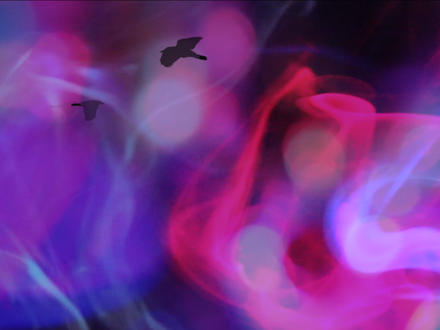 Detail image of video still, crows in abstract background