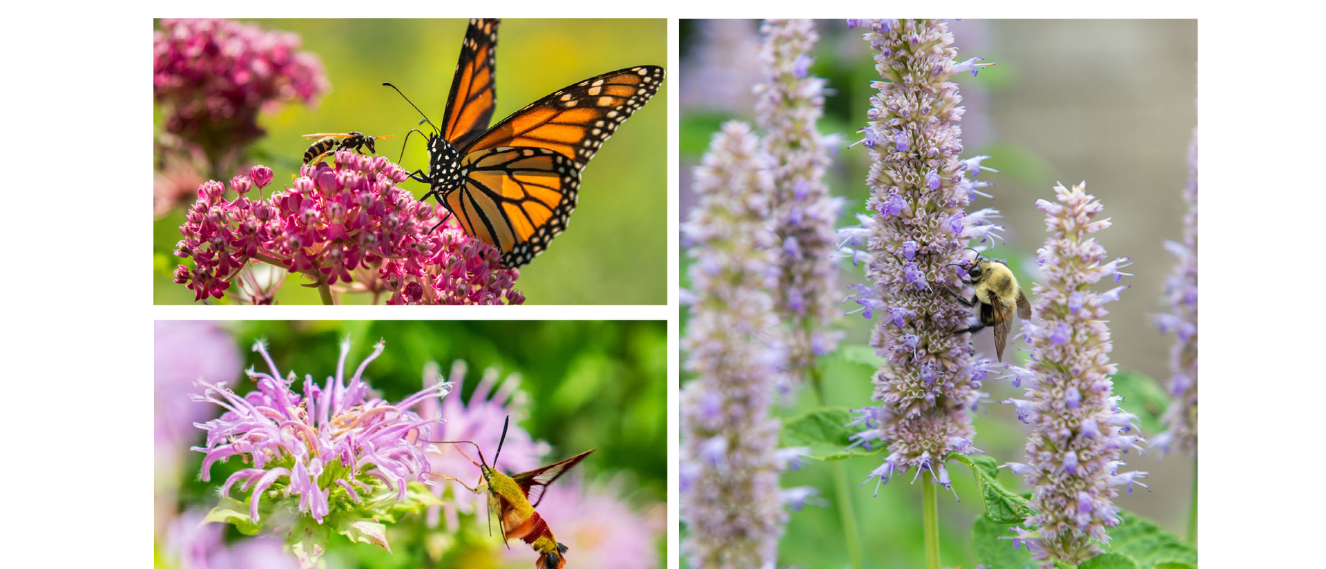 Colorful photos of Monarch Butterflies and Bees on flowers located throughout campus.