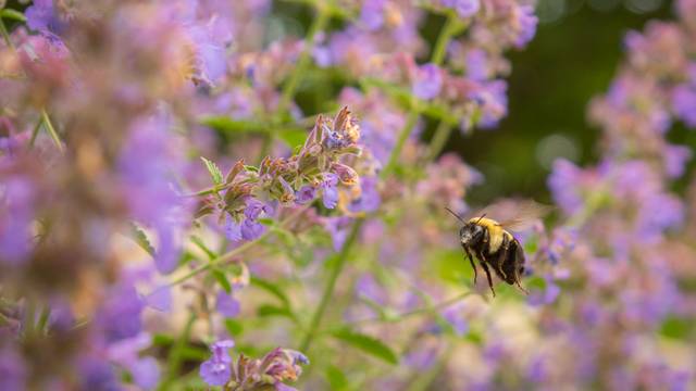 Photo of a bee flying toward a purple flower.