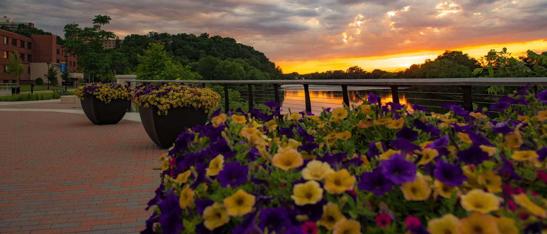 flowers and sunset by Chippewa River