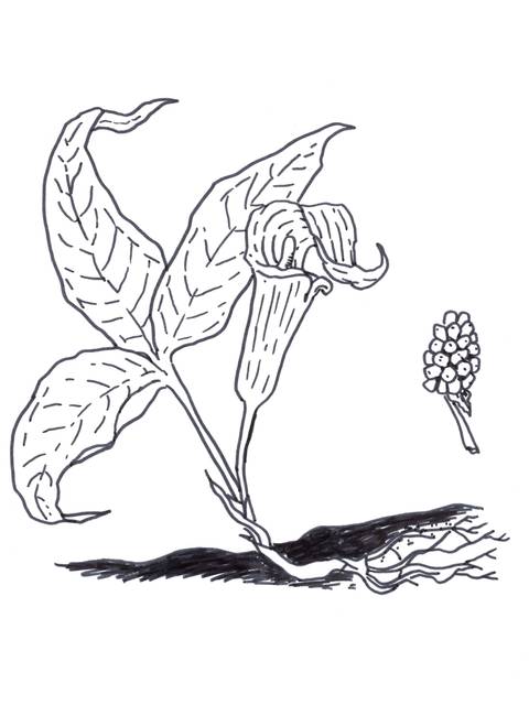 Illustration of the jack-in-the-pulpit flower