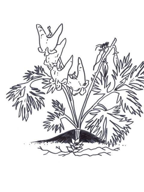 Illustration of the Dutchman's Breeches flower