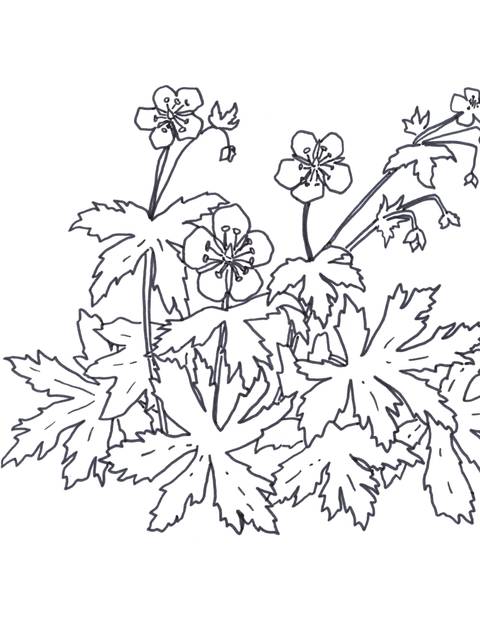 Illustration of the Wild Geranium flower