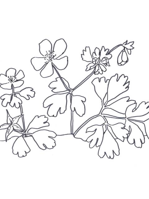 Illustration of the False Rue Anemone flower
