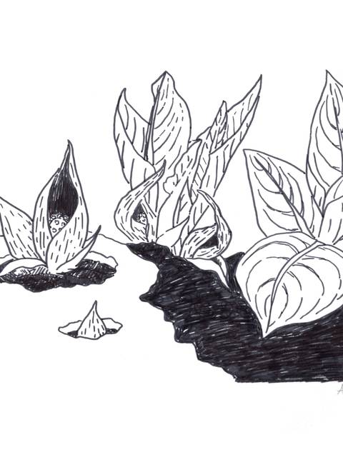 Illustration of the Skunk Cabbage flower