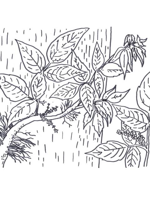 Illustration of Poison Ivy