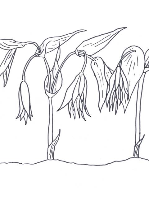 Illustration of the Bellwort flower