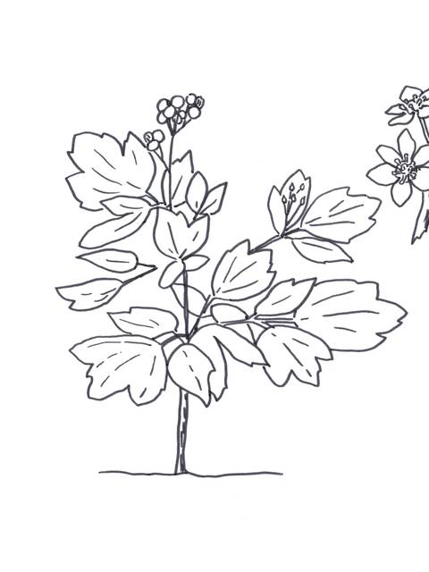 Illustration of the Blue Cohosh flower