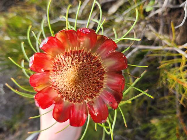 Protea plant