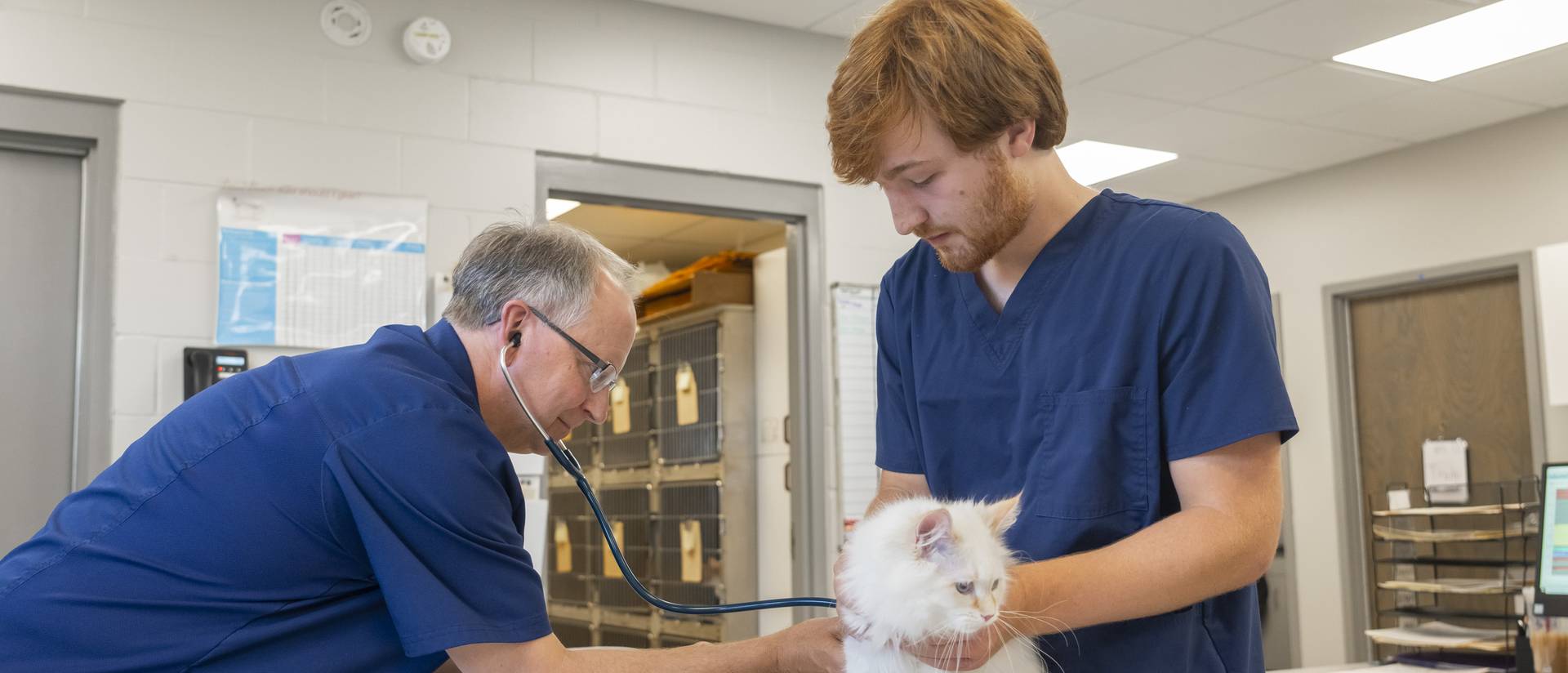 Pre-vet student examines a dog in a vet office.