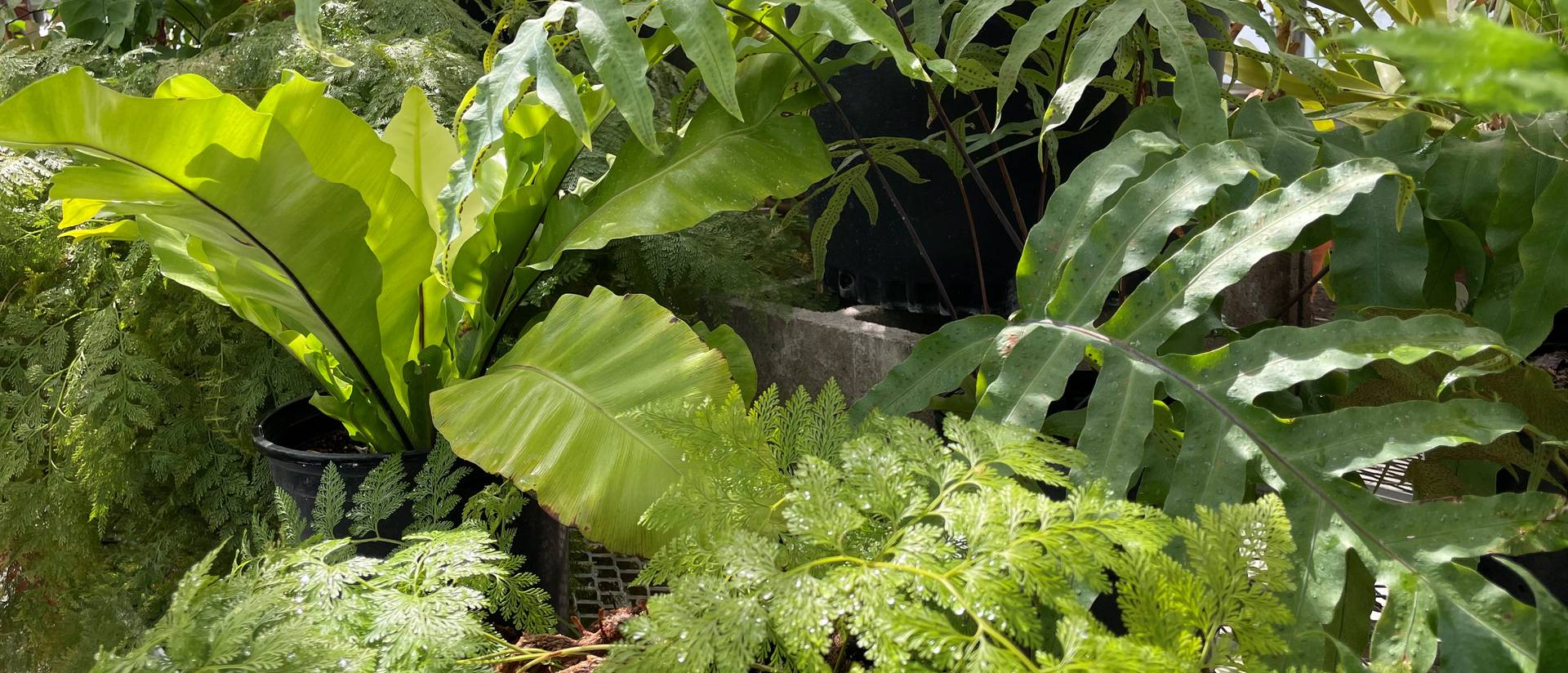 fern plants