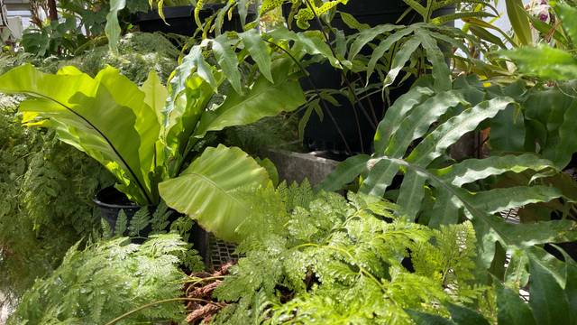 fern plants