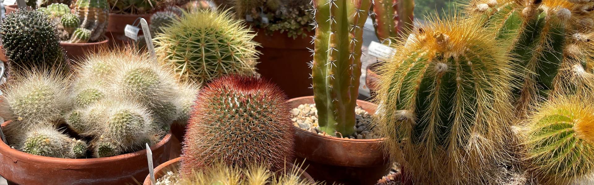 cacti in a greenhouse