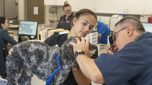 female student holding a dog while a veterinarian examines the teeth