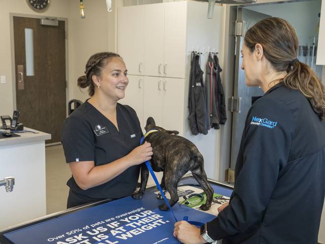 female vet tech and doctor talking over exam table