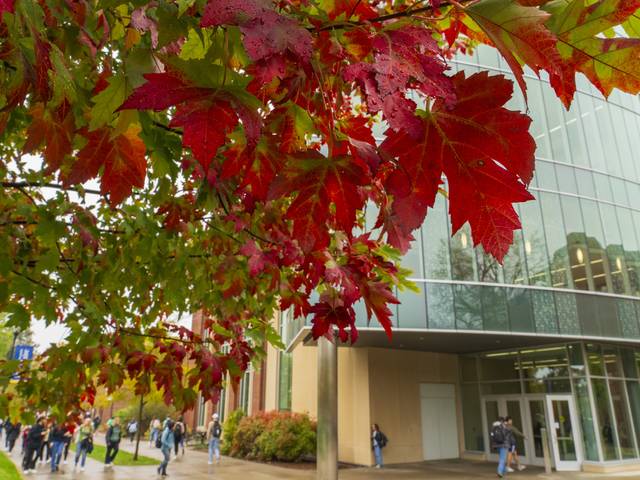 Red leaves on the maple trees in front of Centennial Hall