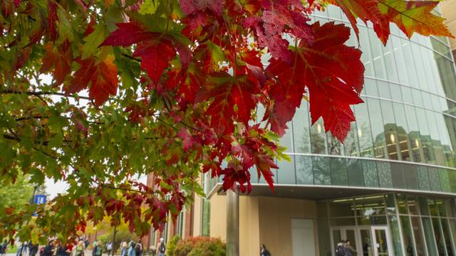 Red leaves on the maple trees in front of Centennial Hall