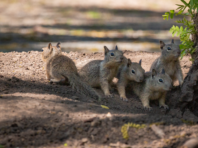 squirrel family next to a tree, dry Cailfornia terrain