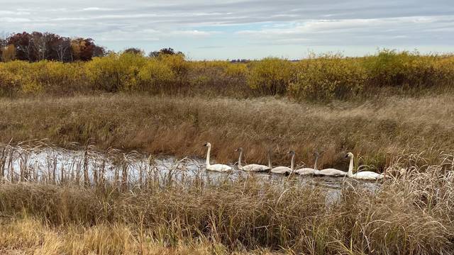 Swans in fall at Crex Meadows State Wildlife Area